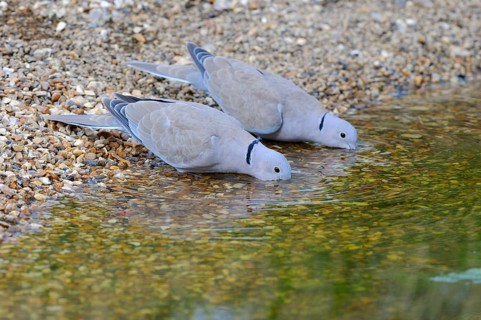 Eurasian collared doves