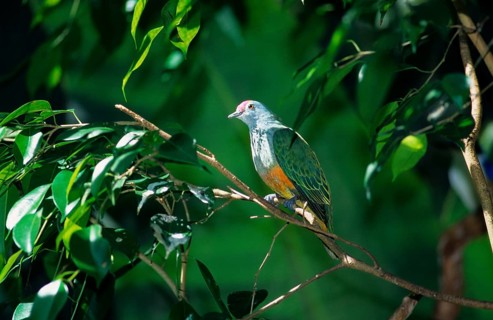 King Fruit Pigeon