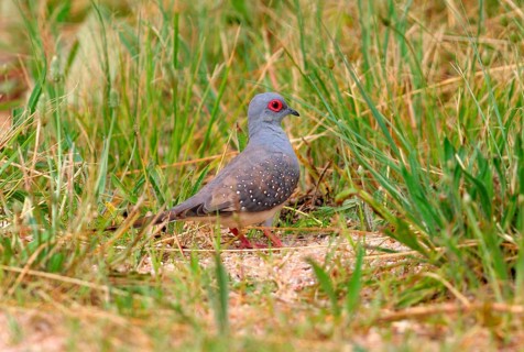 Diamond diamond dove