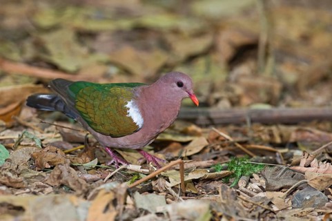 Common emerald dove