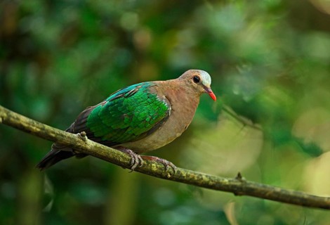 Green-winged Dove