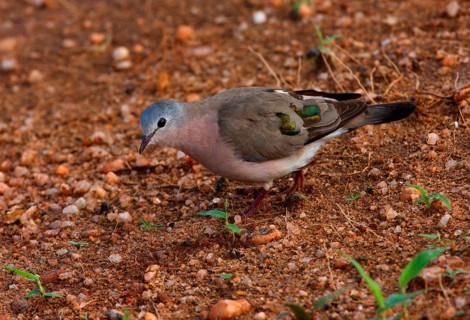 Emerald-spotted emerald-spotted wood dove