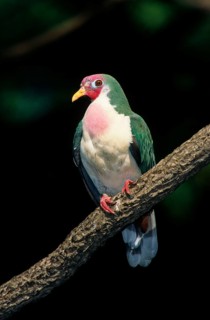 Jambu Fruit Dove