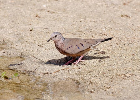 Common common ground dove