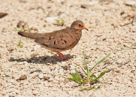 Common ground dove