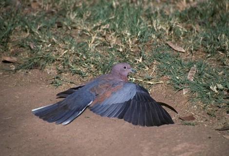 Palm Dove