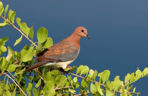 Palm Dove