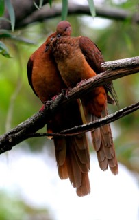 Pink-breasted Cuckoo Dove