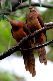 Pink-breasted Cuckoo Dove