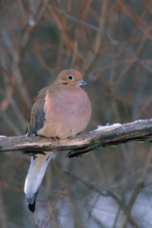 Mourning doves