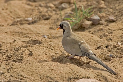 Namaqua dove