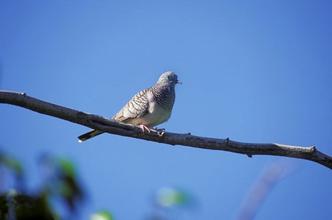 Peaceful dove