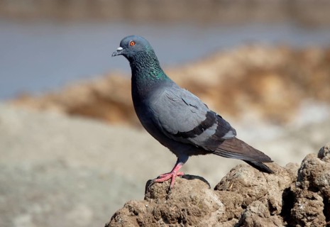 Rock Dove