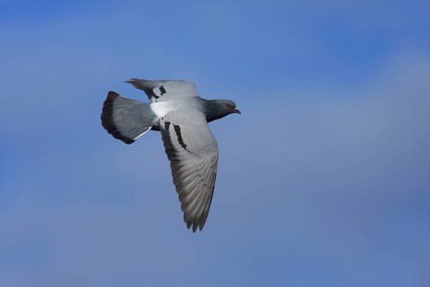Rock Dove