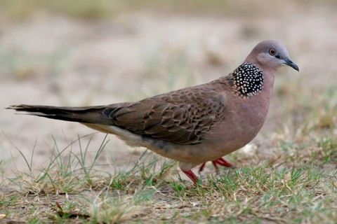Pearl-necked Dove