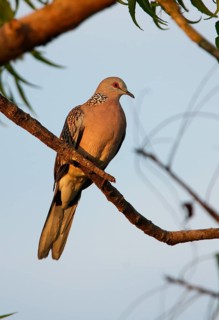 Ceylonensis