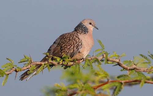 Pearl-necked Dove