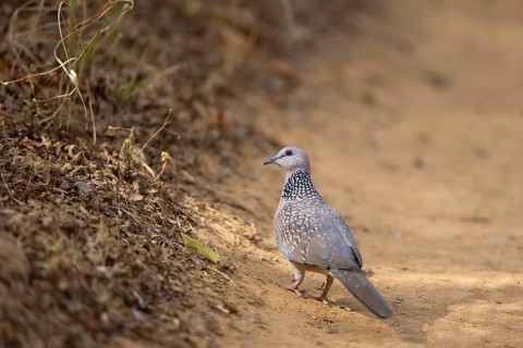 Pearl-necked Dove