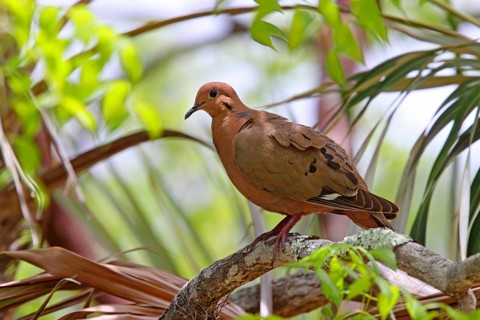 Zenaida dove