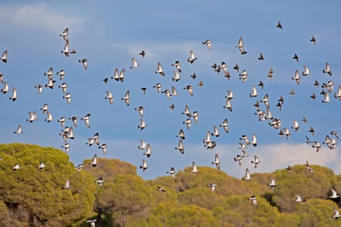 Stock Dove