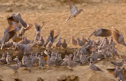 Cape Turtle-dove