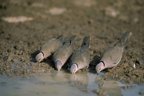 Reddish Dove