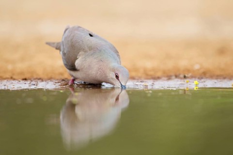 Blue ringed pigeon