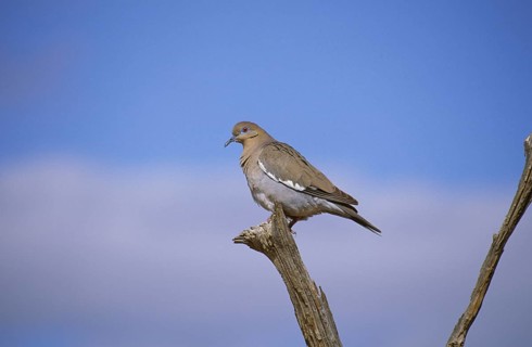 Dove