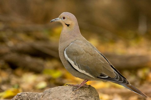 White-winged Dove