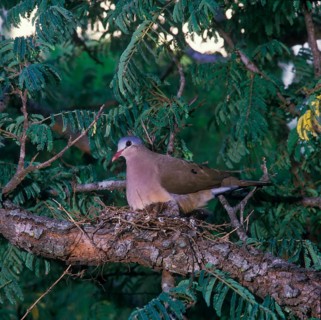 Steel-spotted Dove