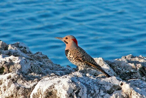 Northern northern flicker