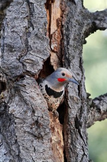 Northern Flicker