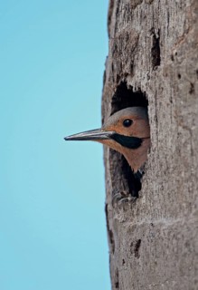 Northern Flicker