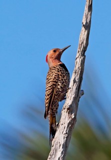 Northern Flicker