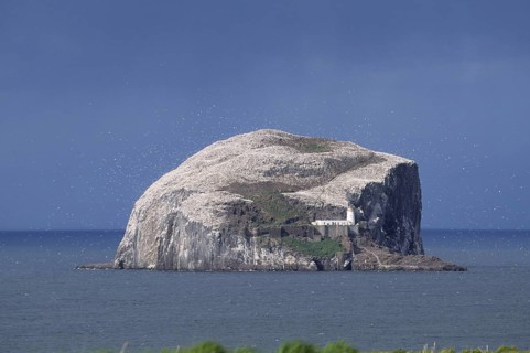 Gannet