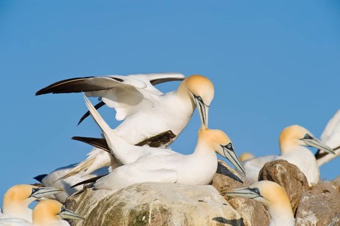 Northern gannet