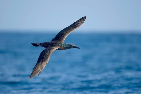Northern northern gannet