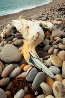 Northern Gannet