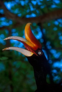 Rhinoceros Hornbill