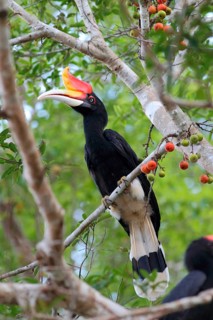 Rhinoceros Hornbill