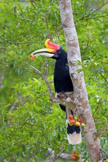 Hornbill