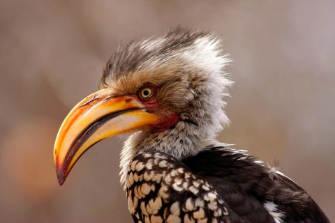 Southern yellow-billed hornbill