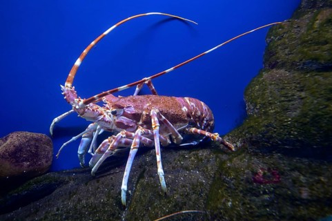 Gilchrist's crayfish