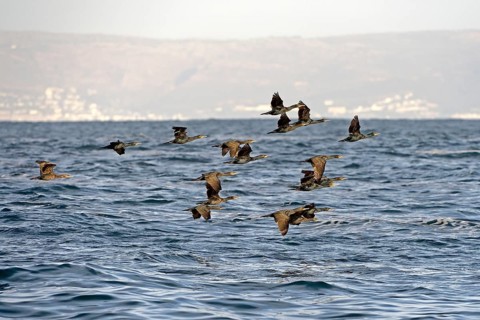 Cape cormorant