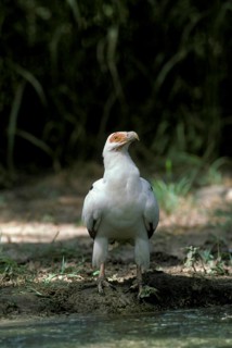 Palm-nut Vulture