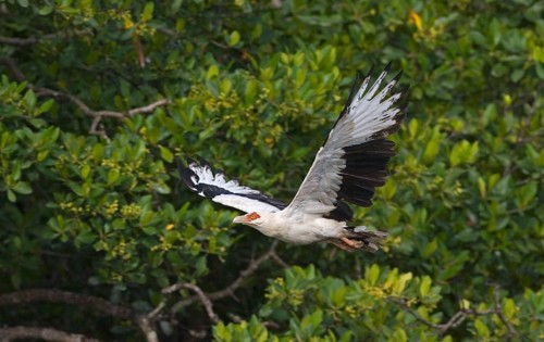 Palm-nut Vulture