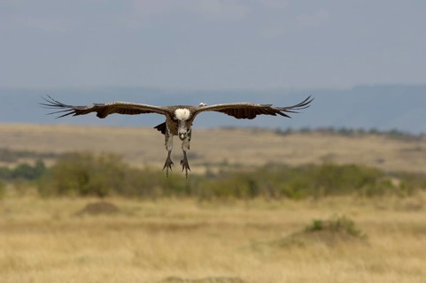 Rueppell's rueppell's vulture
