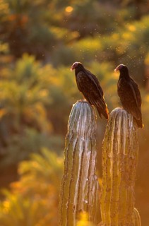 Turkey vulture