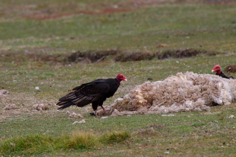 Turkey