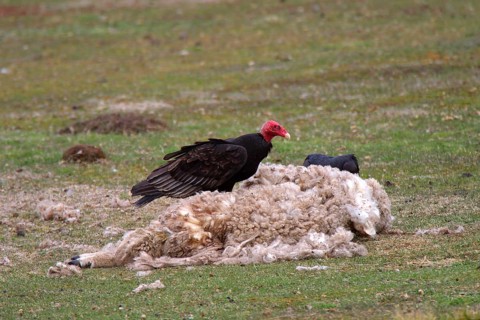 Turkey vulture